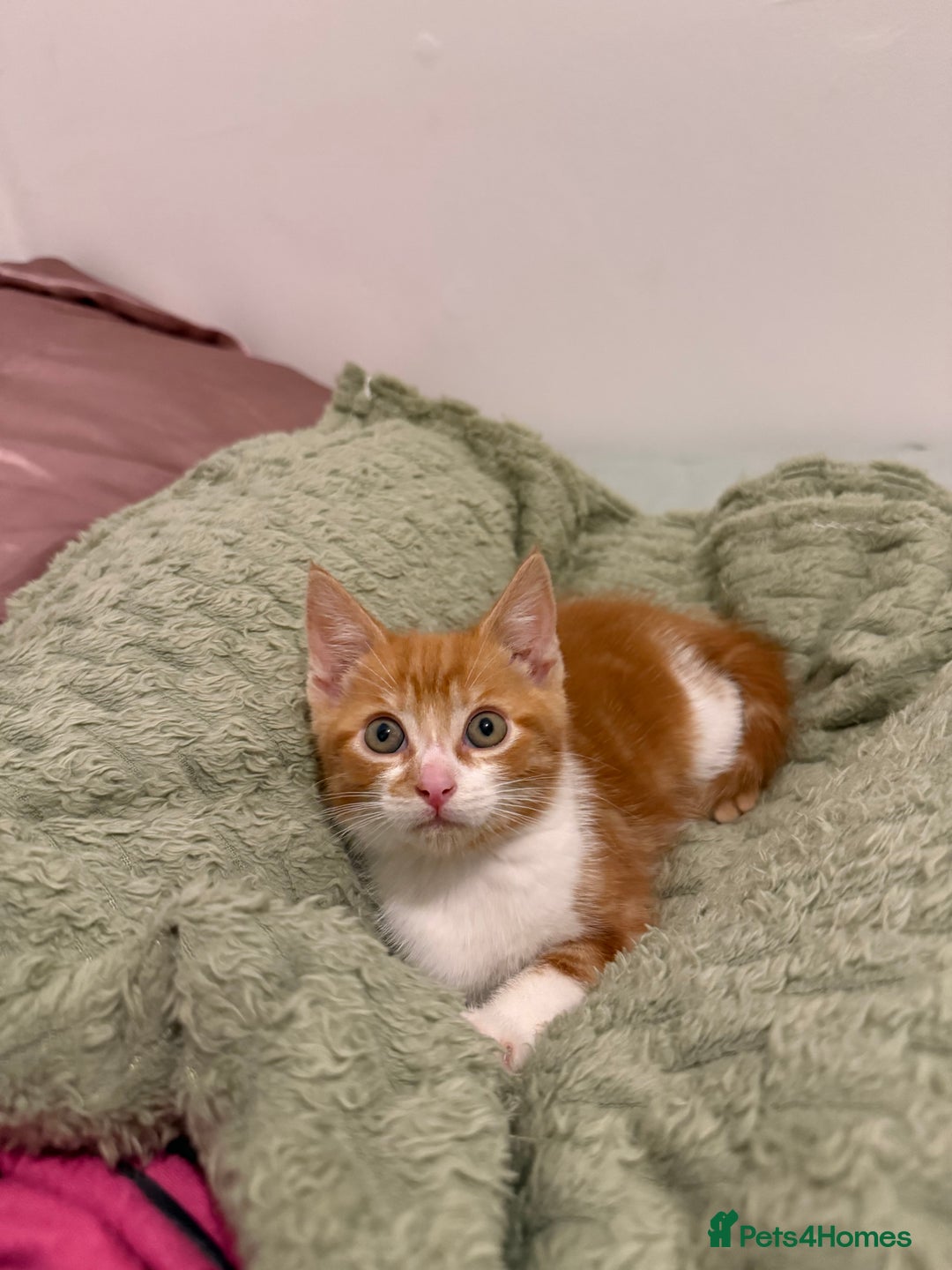 Mixed Breed cats for sale: Ginger & White Kitten Playful, Affectionate 🐾 - Image 3