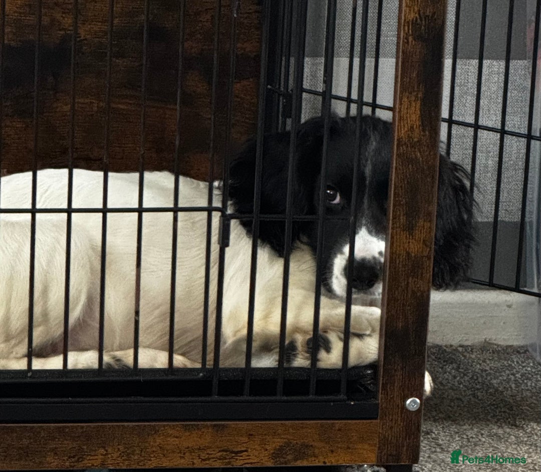 English Springer Spaniel dogs for sale: Springer spaniel girl  - Image 6