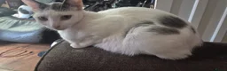 Mixed Breed cats for sale: 3 cute and playfull kittens  - Advert 1
