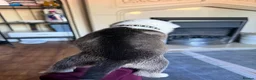 Mixed Breed dogs for sale: Puppies mixed bread  in Stoke-on-Trent - Advert 4
