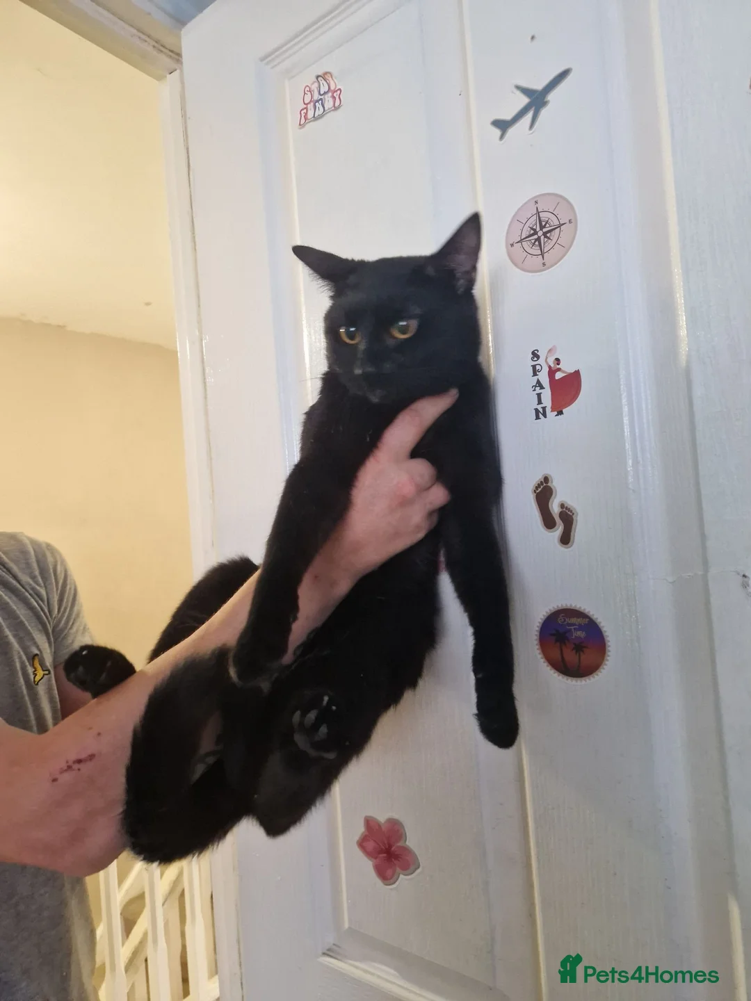 Mixed Breed cats for sale: 2 male cats - Advert 2