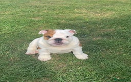 English Bulldog dogs for sale: Beautiful KC female puppy available  - Image 5