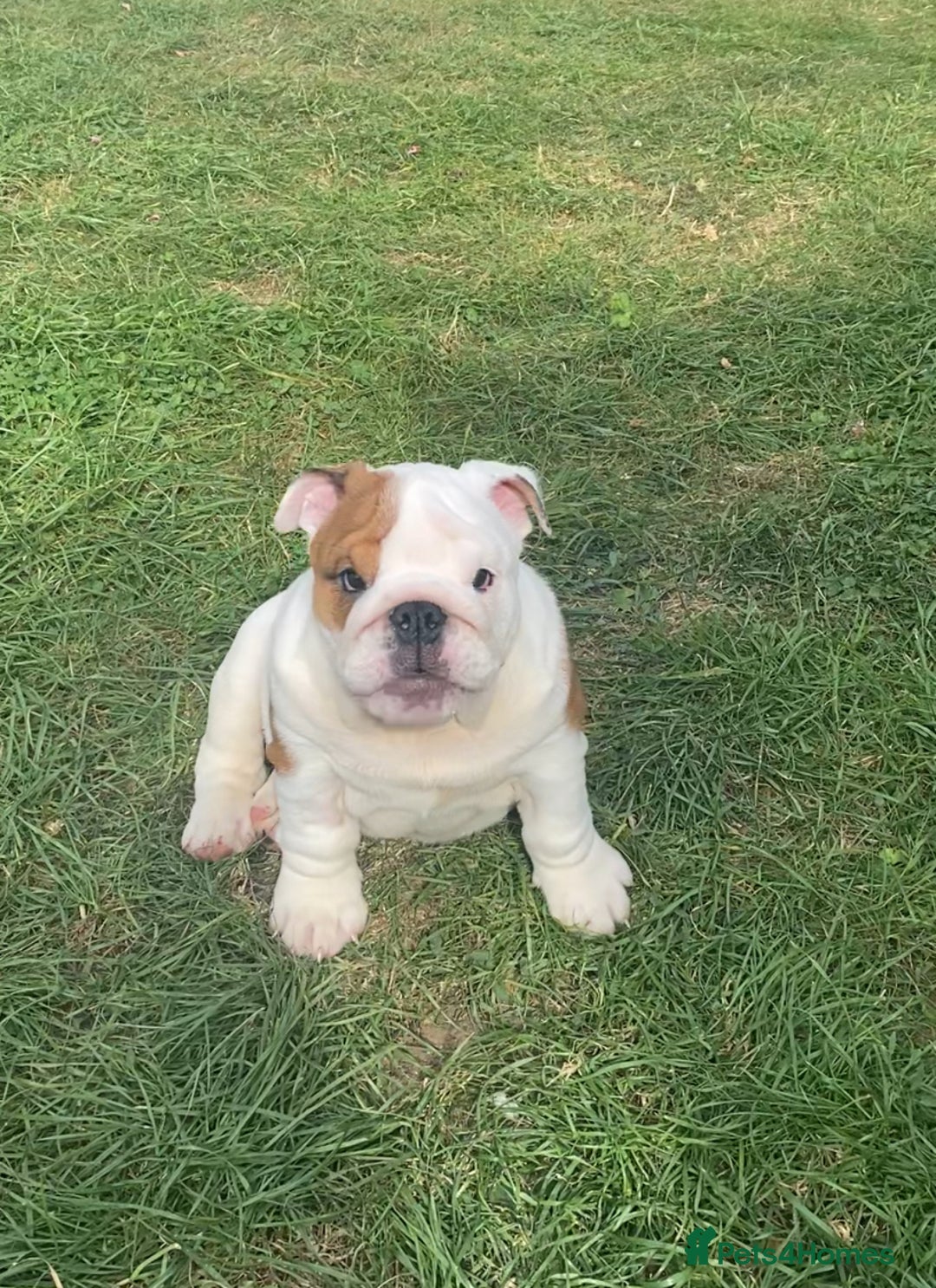 English Bulldog dogs for sale: Beautiful KC female puppy available  - Image 5