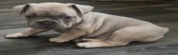 French Bulldog dogs for sale: 2 Male French Bulldogs For Sale - Advert 5