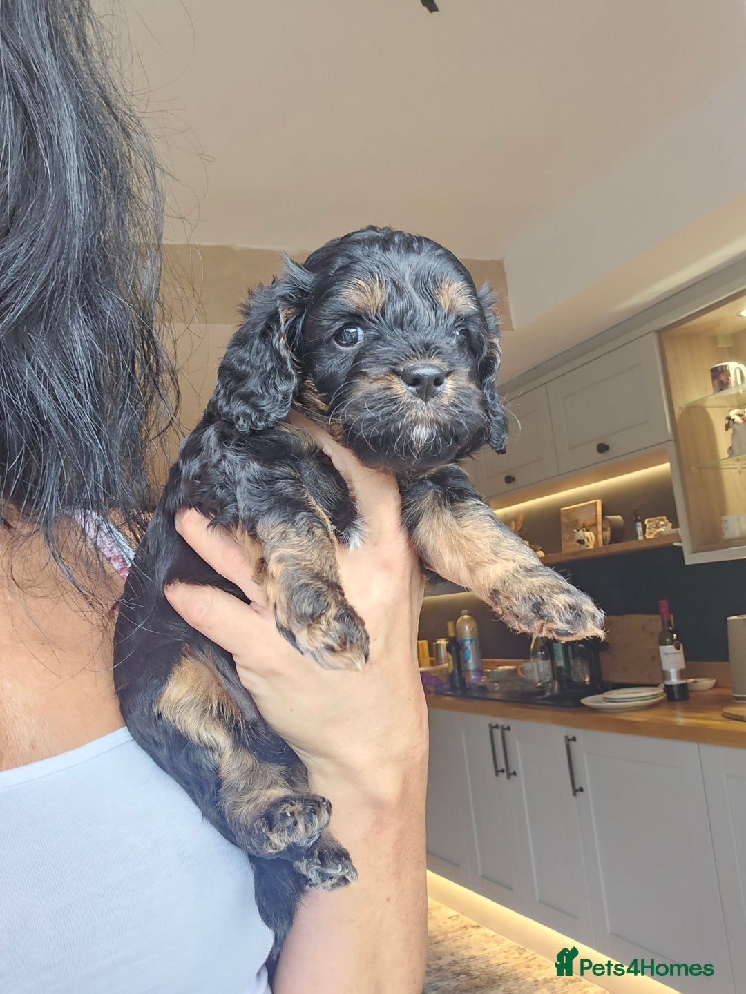 Toy Poodle dogs for stud: Toy poodle stud boy  in Blackburn - Image 17