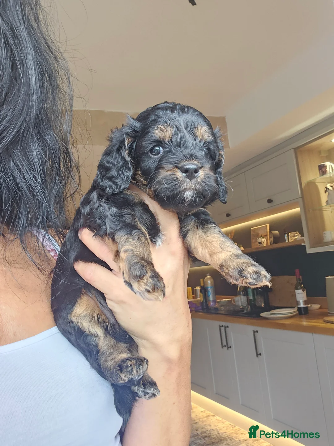 Toy Poodle dogs for stud: Toy poodle stud boy  in Blackburn - Advert 16