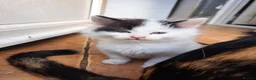 Mixed Breed cats for sale: 6 Adorable Fluffy Maine Coon X Calaco kittens  - Advert 12