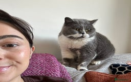 British Shorthair cats for sale: Belle - my beautiful, sweet, indoor baby  - Advert 4