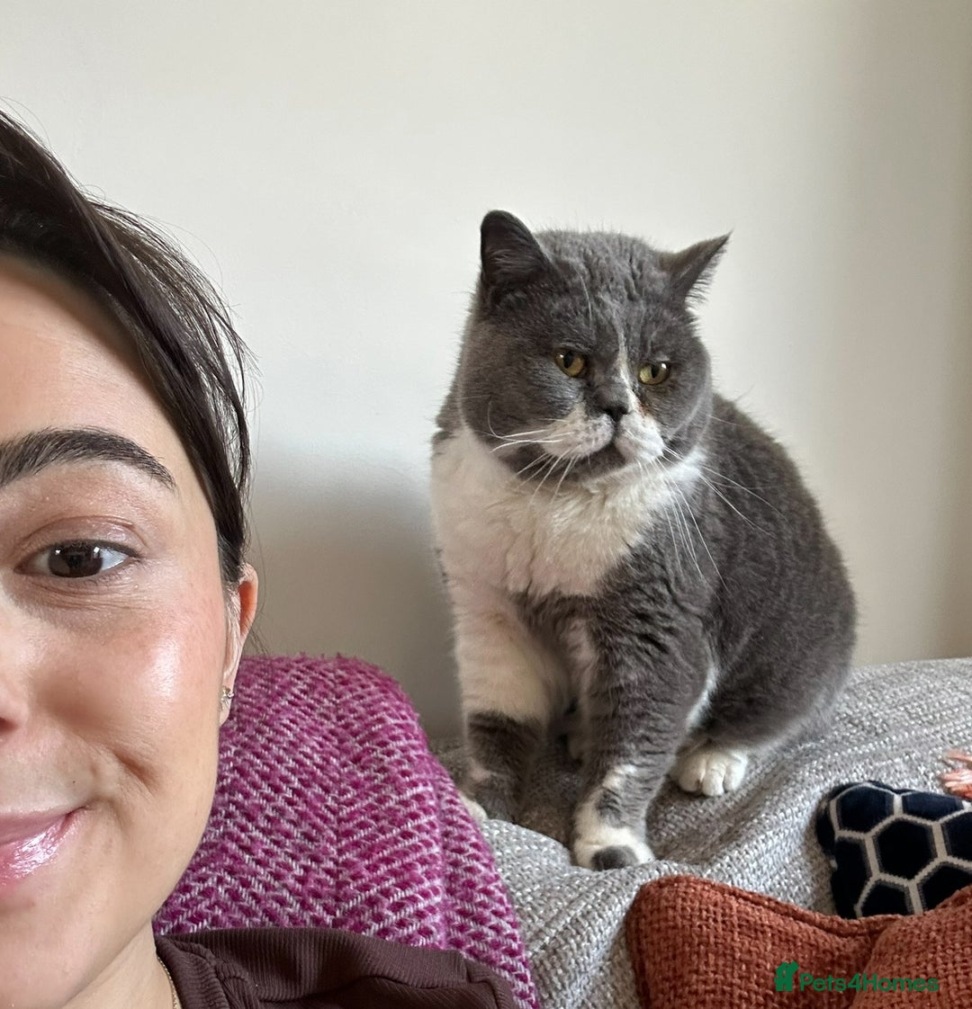 British Shorthair cats for sale: Belle - my beautiful, sweet, indoor baby  - Advert 4