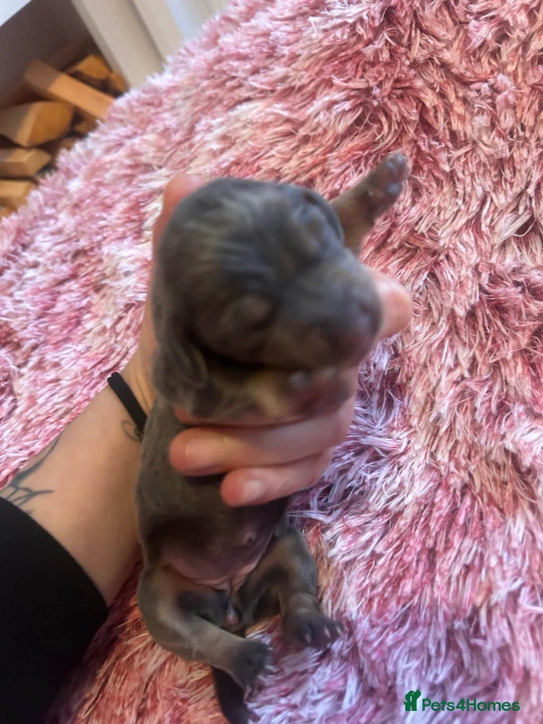 Miniature Dachshund dogs for sale: Stunning Dapple miniature dachshunds  - Advert 25