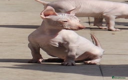 Mexican Hairless dogs for sale:  1 mini boy red  2000 mini black girl 2000. - Image 3