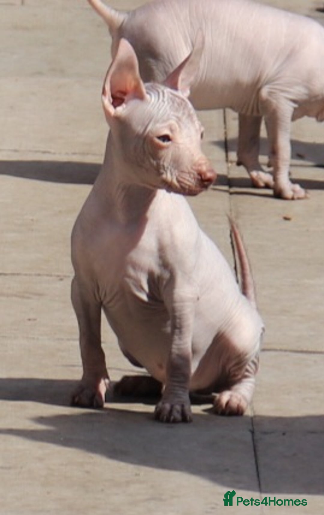 Mexican Hairless dogs for sale:  1 mini boy red  2000 mini black girl 2000. - Image 3