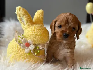 Cavapoo dogs Stunning, health tested, red Cavapoo pups - Advert 5