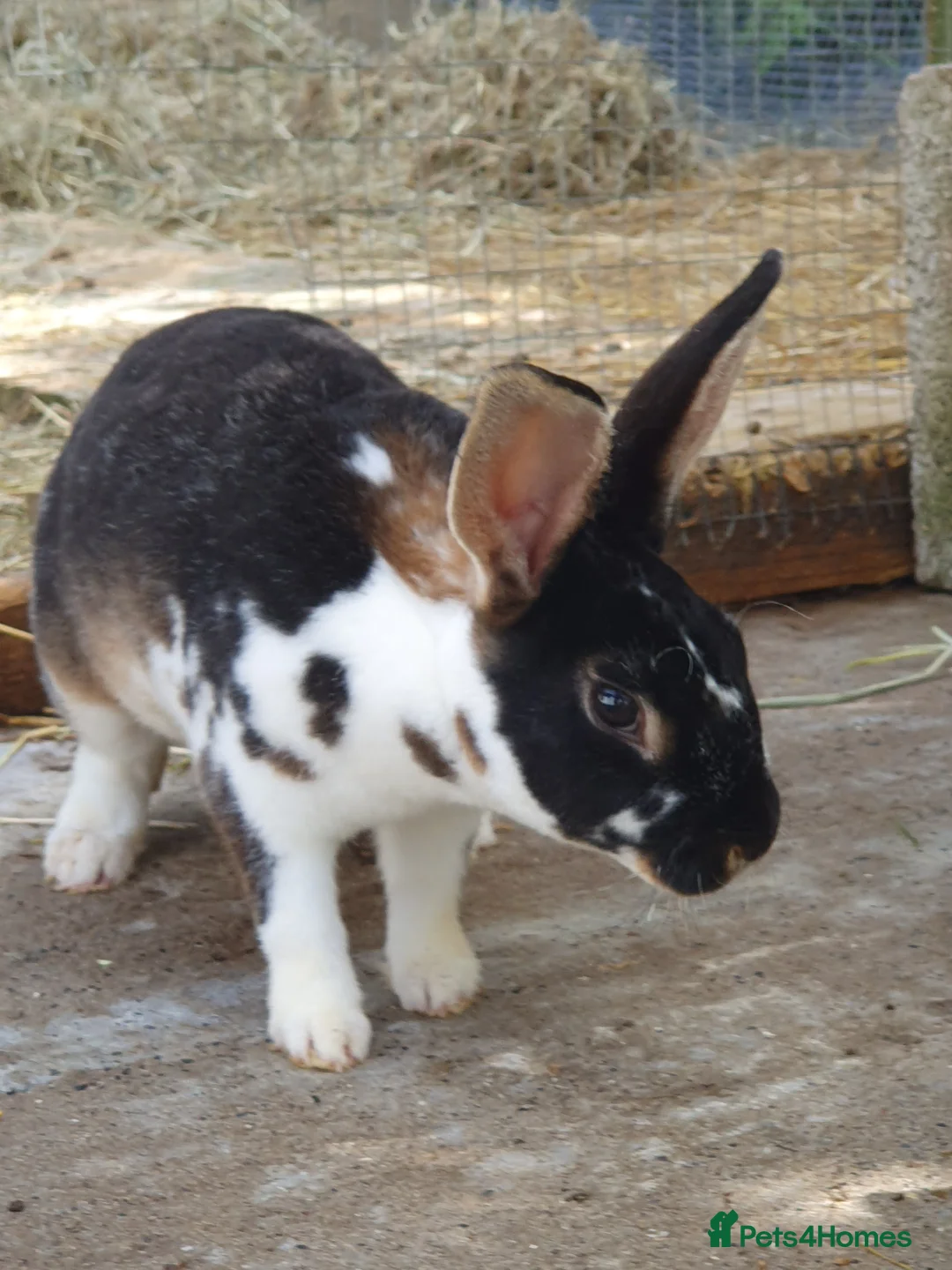 Mixed Breed rabbits for sale: 7 baby rabbits and a 12 month old male (dad!) - Advert 2