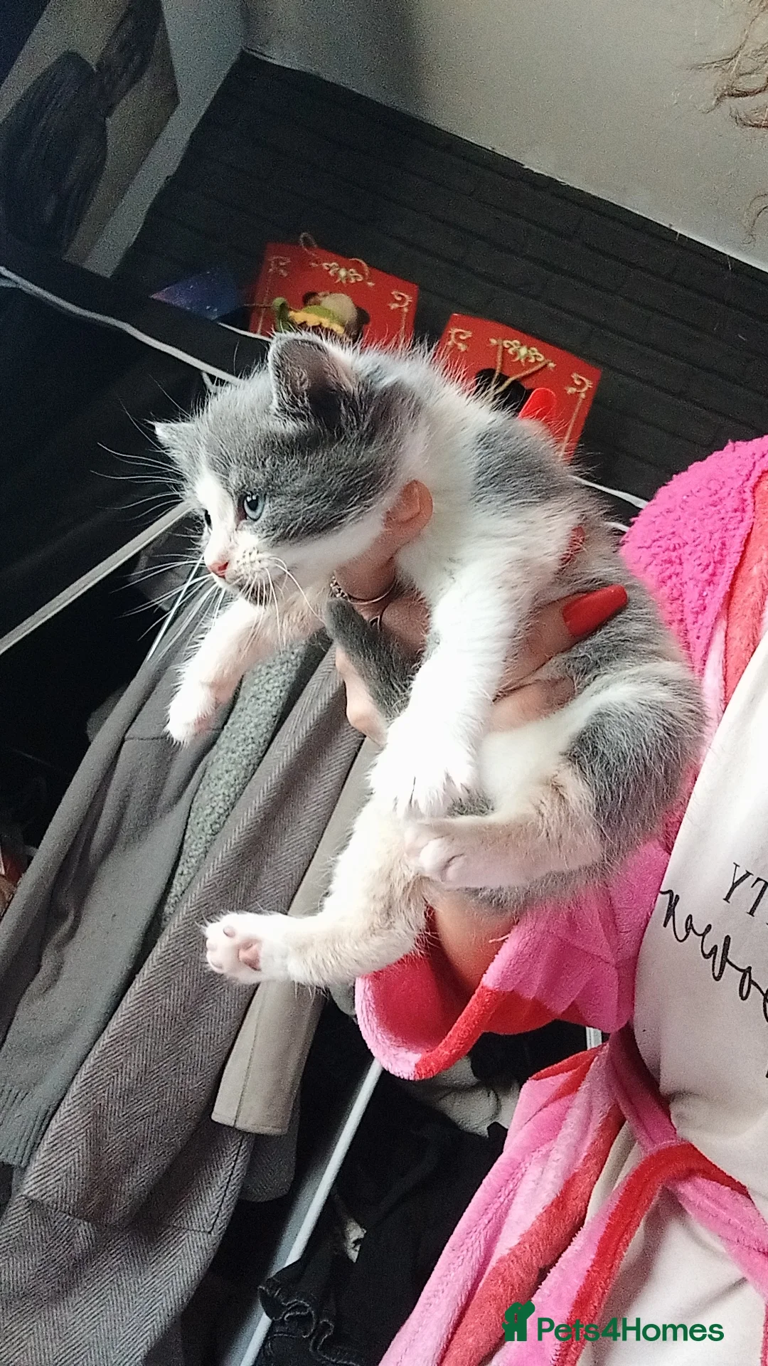 Burmese cats for sale: Kittens  - Advert 9