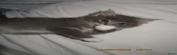 Siberian cats for sale: 🐾 Beautiful Siberian Kittens💙 - Advert 5