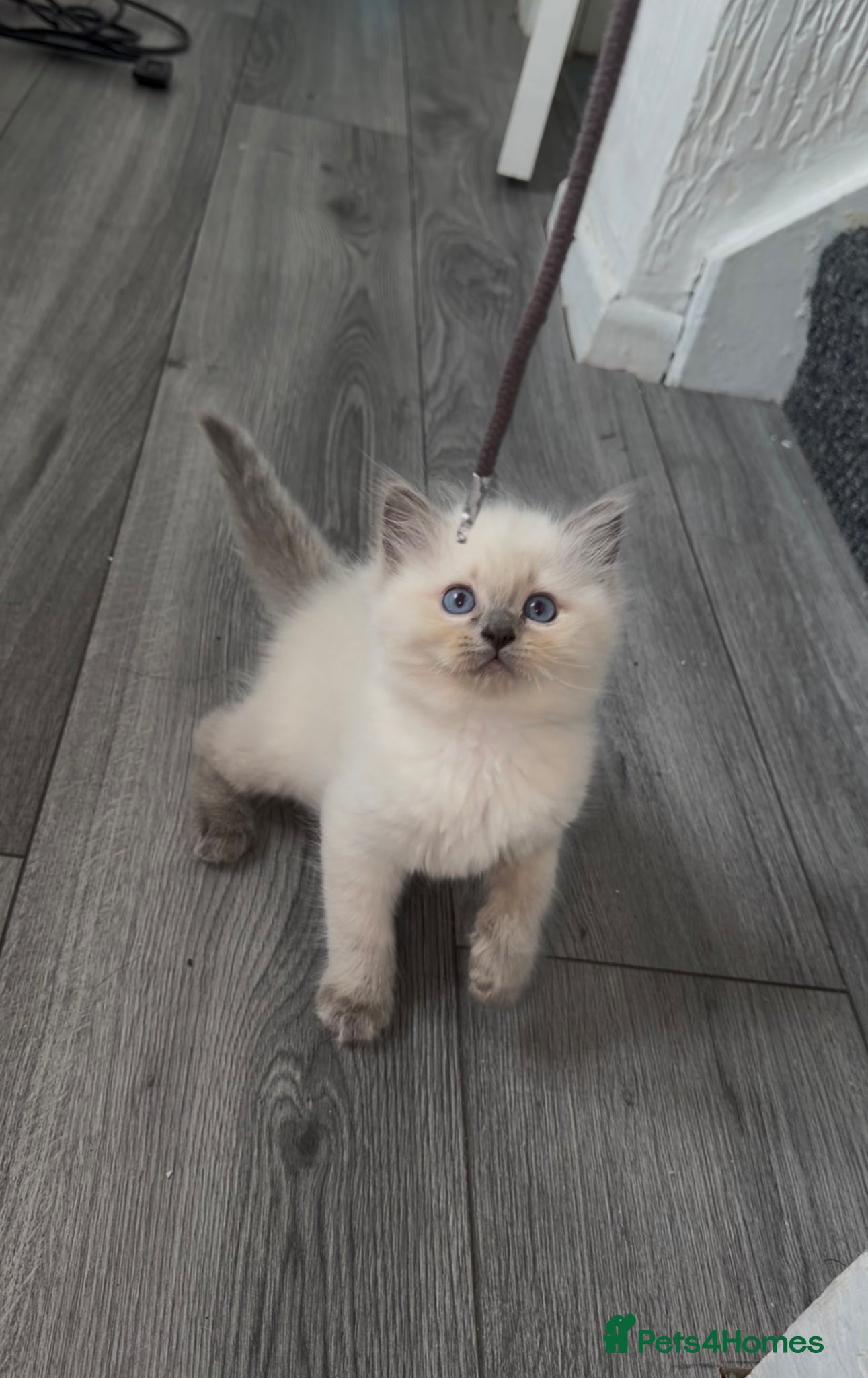 Ragdoll cats 1 Left- Purebred Blue Point & Blue Mitted ragdolls - Advert 12