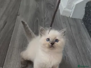 Ragdoll cats 1 Left- Purebred Blue Point & Blue Mitted ragdolls - Advert 1