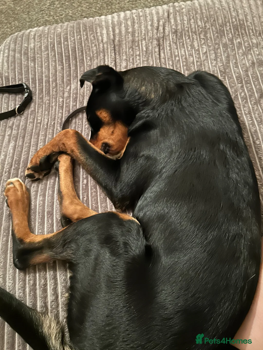 Mixed Breed dogs for sale: Jett 7 month old  in Ossett - Advert 2