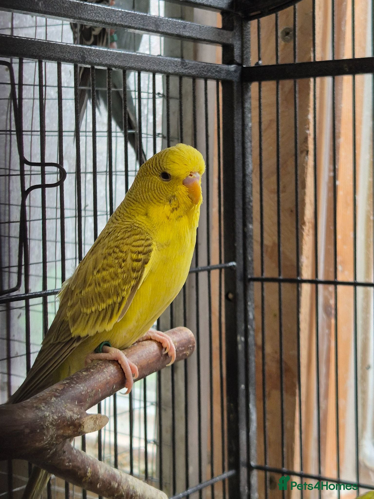 Budgerigars birds Hens variety colors - Advert 1