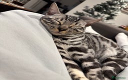 Bengal cats for sale: Silver rosetted Bengal🐆 - Image 4