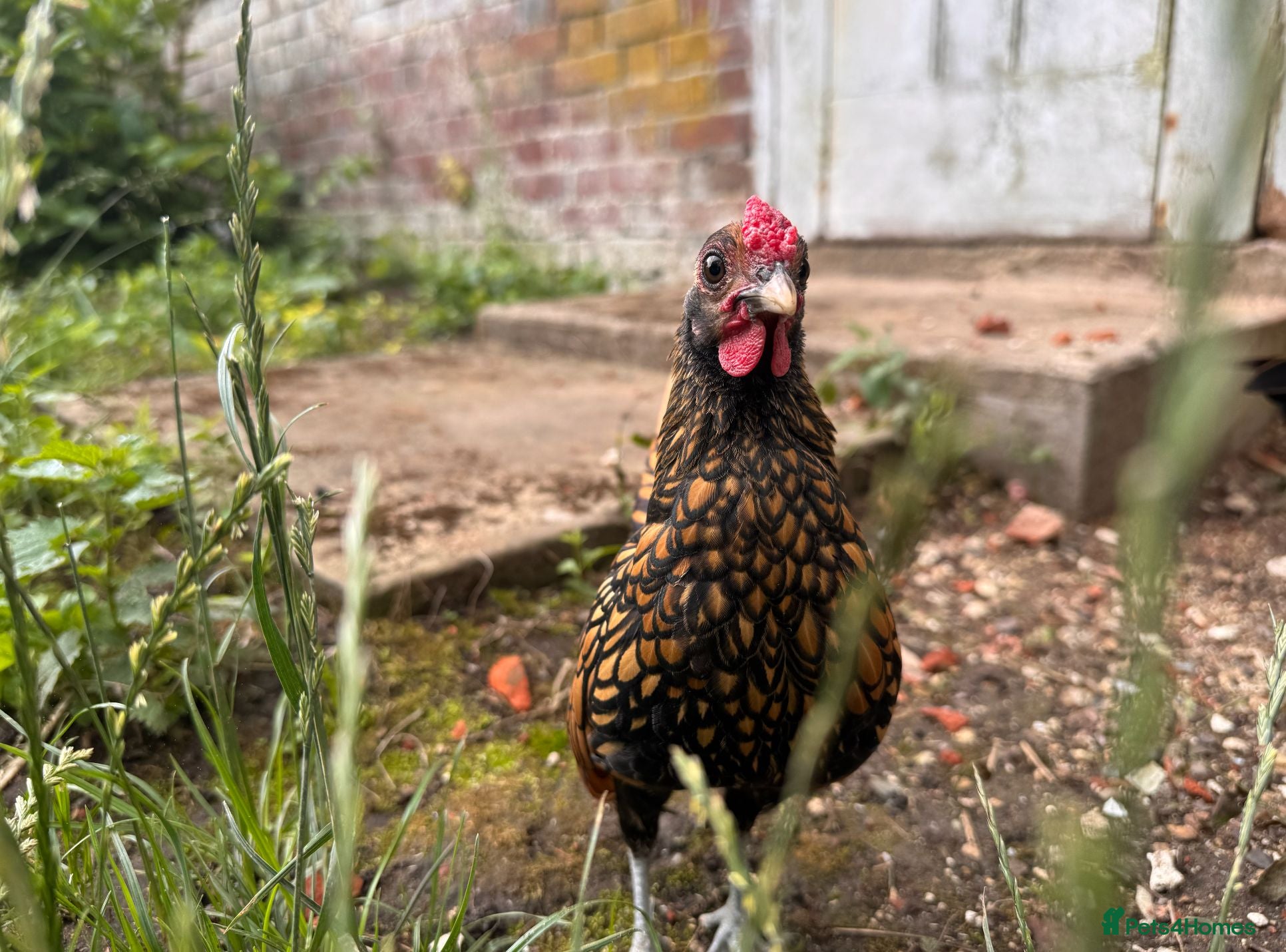 Chickens poultry Sebright Bantam Cockerel  - Advert 2