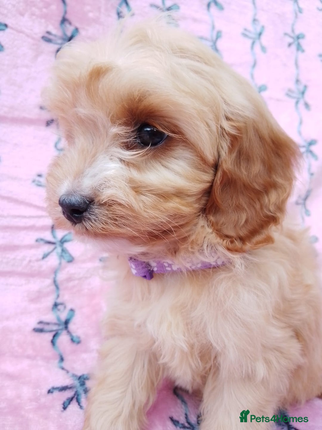 Cavapoo dogs for sale: Exceptional cavapoo puppies  - Image 7