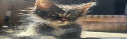 Maine Coon cats for sale: Beautiful Pedigree Maine Coon Kittens  - Advert 16