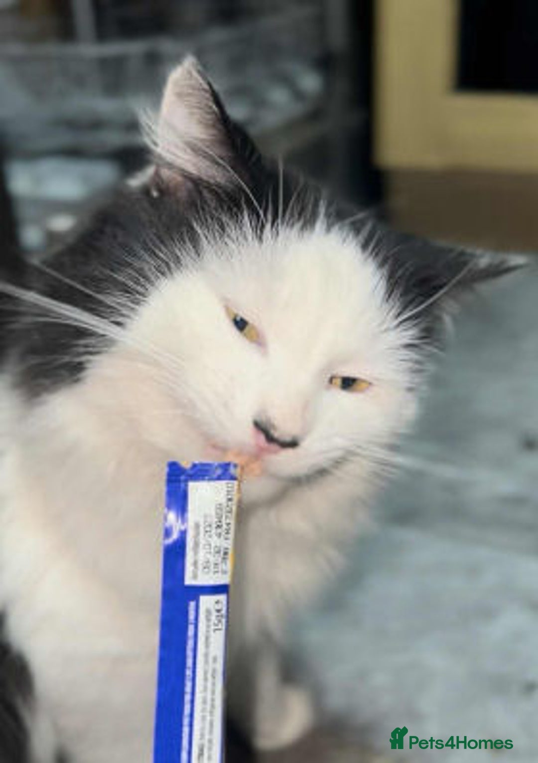 Mixed Breed cats for adoption: SENOR CATTO - Advert 3