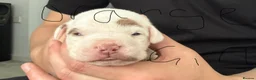 American Bulldog dogs for sale: My beautiful Bella has had her first litter - Advert 26