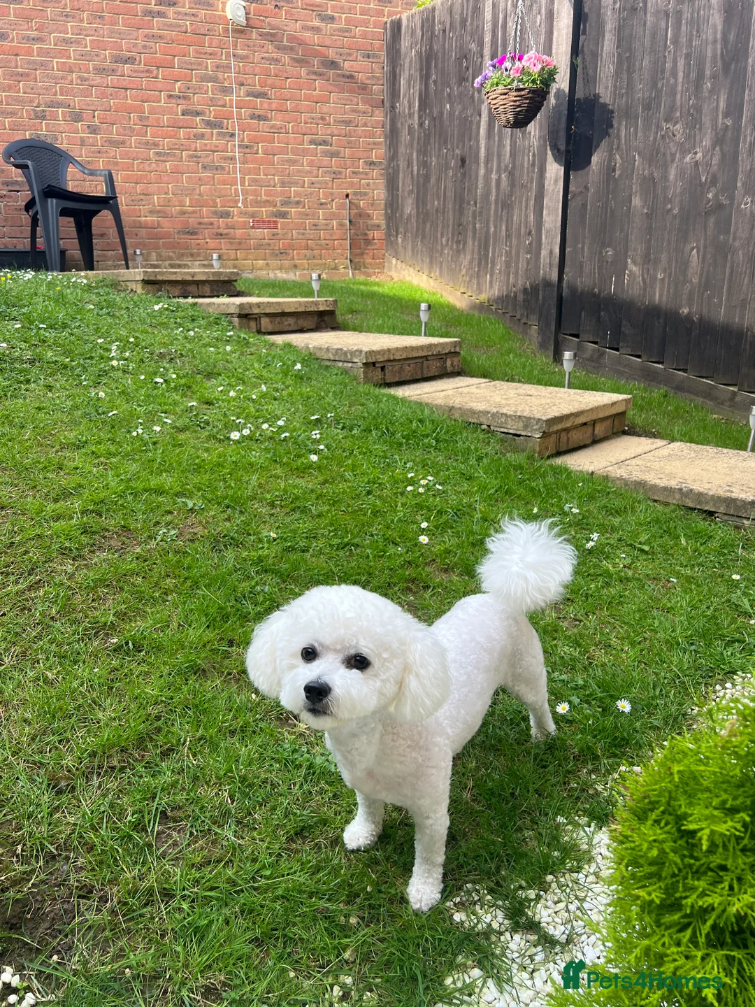 Bichon Frise dogs for stud: Bichon frise for stud only, not for sale! in Wellingborough - Advert 6