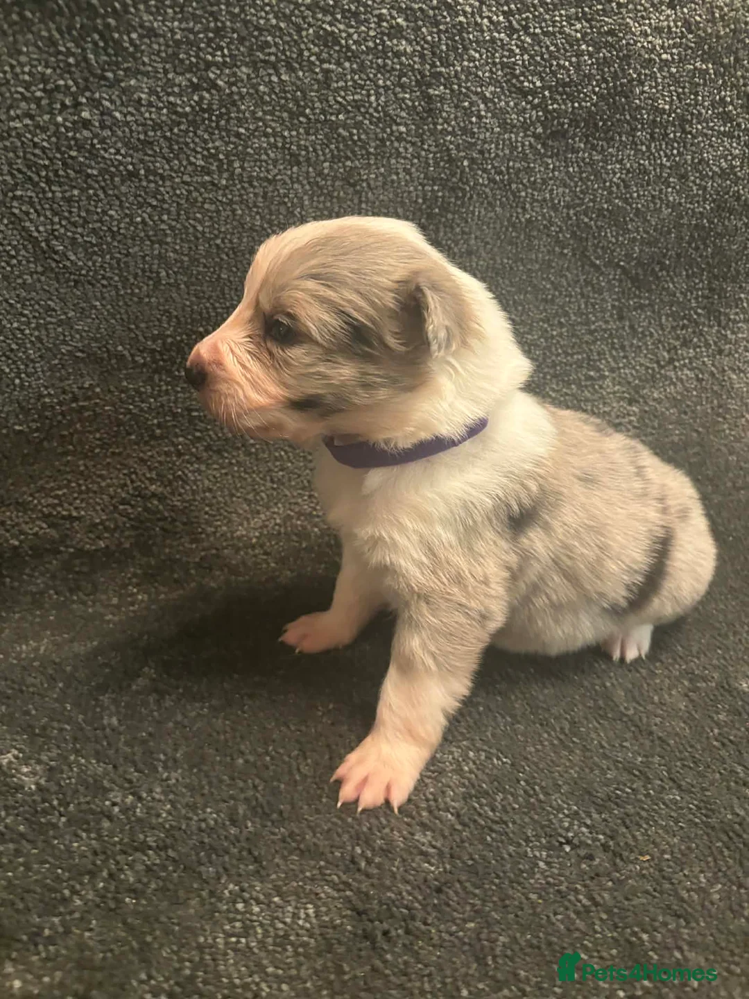 Border Collie dogs for sale: 8 Gorgeous Border Collie Puppies for Sale  - Advert 21