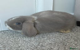 Mini Lop rabbits for sale: Mini Lops - Image 1
