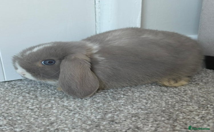 Mini Lop rabbits - Advert 2