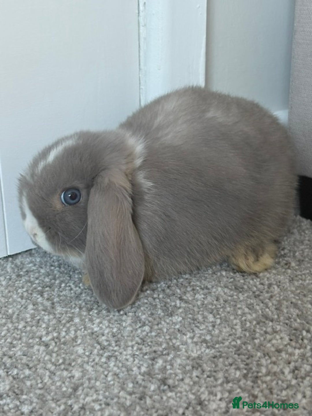 Mini Lop rabbits for sale: Mini Lops - Image 1
