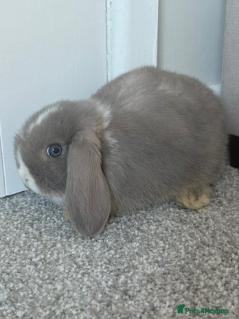 Mini Lop rabbits - Advert 2