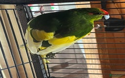 Parakeets birds for sale: Green pied pair kakarikis - Image 1