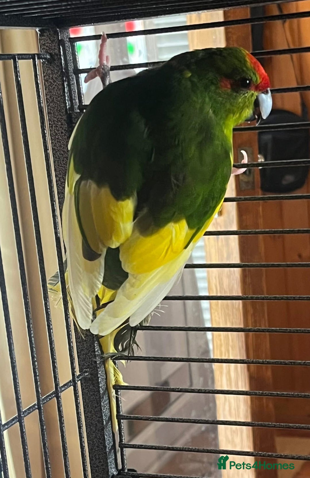 Parakeets birds for sale: Green pied pair kakarikis - Image 1