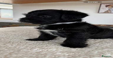 Jackapoo dogs - Advert 2