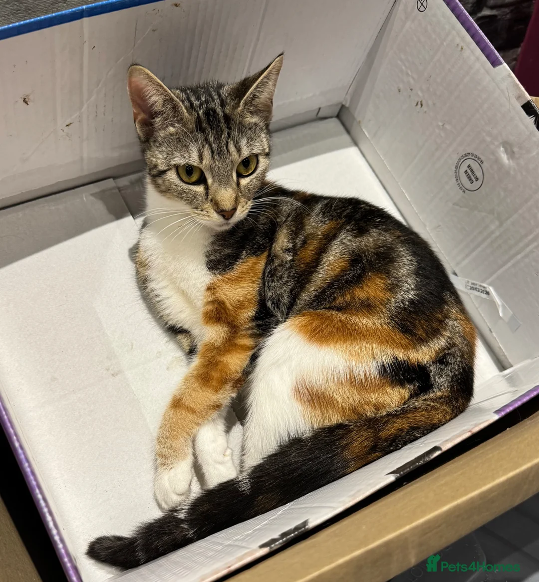 Mixed Breed cats for sale: 6 Beautiful kittens  in Manchester - Advert 1