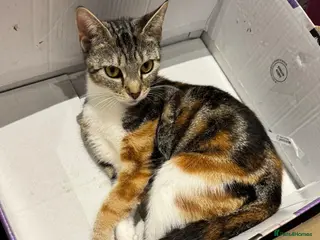 Mixed Breed cats 6 Beautiful kittens - Advert 4