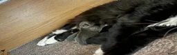 Mixed Breed cats for sale: Kittens  - Advert 2