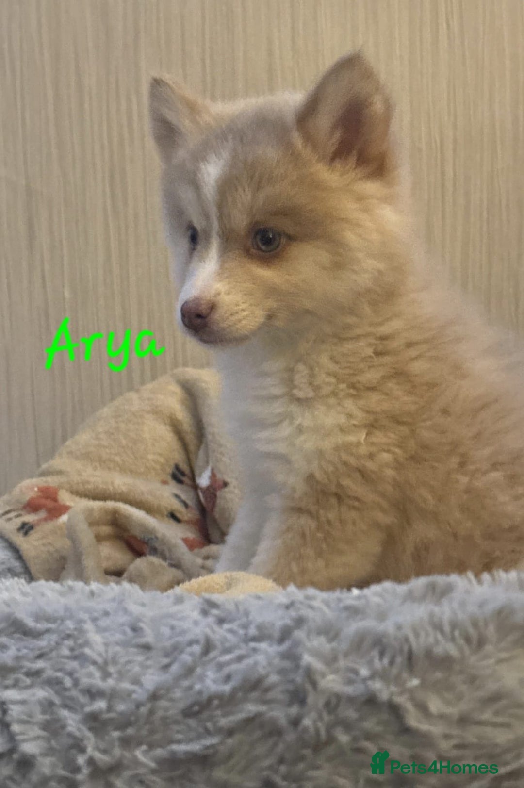 Pomsky dogs for sale: 3 Boys leftStunning Blue eyed F4 Pomsky pups - Advert 8