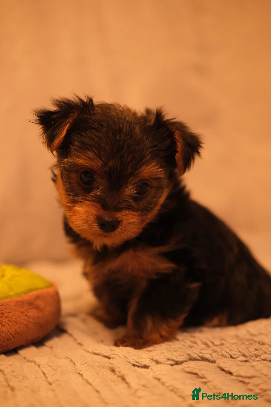 Yorkshire Terrier dogs for sale: 4 Yorkshire Terrier Puppies - Advert 14