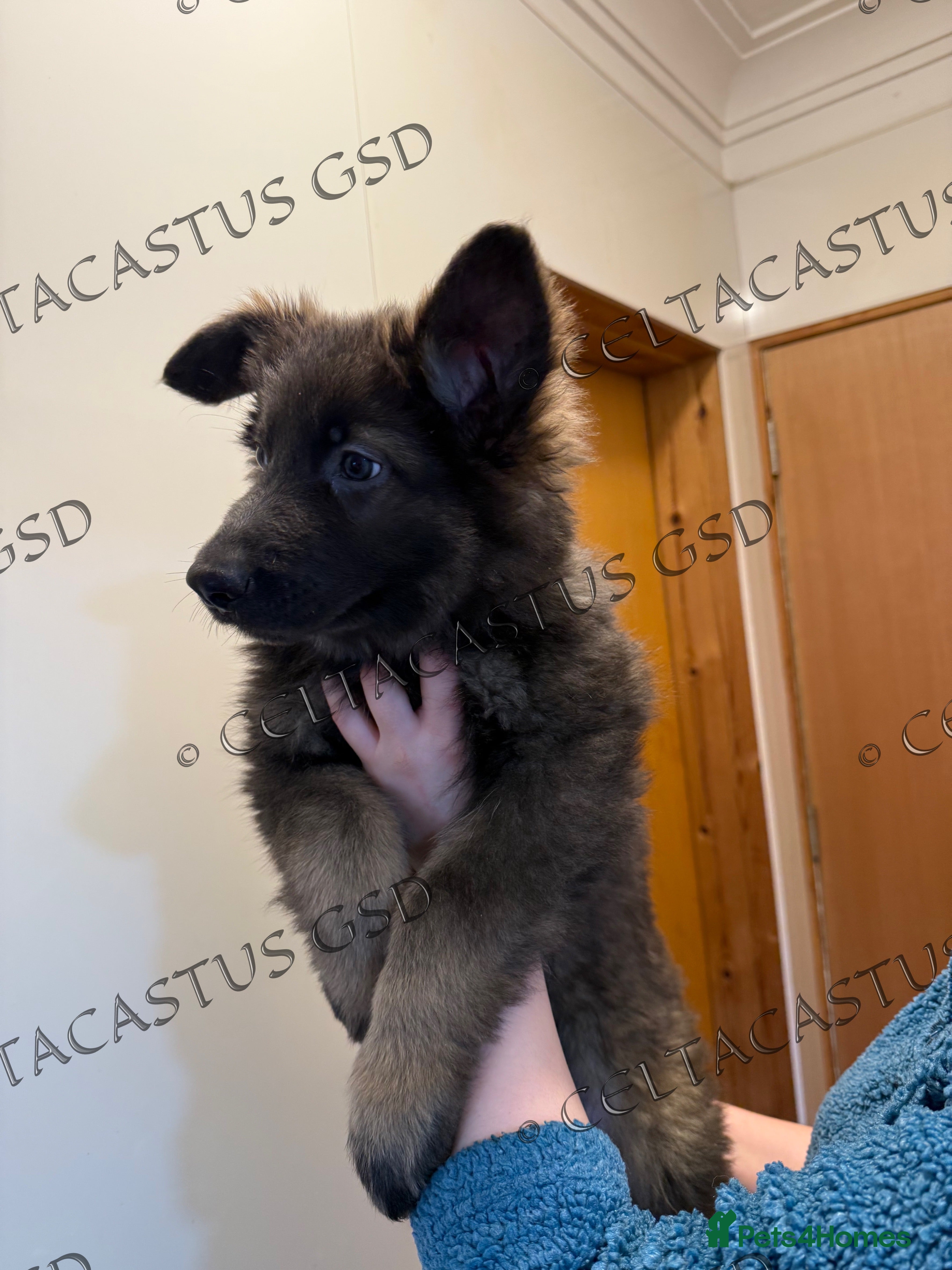 German Shepherd dogs Reduced kcreg  blue sable carrying Isabella  - Advert 4