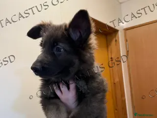 German Shepherd dogs Reduced kcreg blue sable carrying Isabella - Advert 16