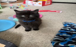 British Longhair cats for sale: Wonderful litter of black kittens. - Image 5