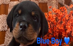 Rottweiler dogs for sale: Stunning kc registered Rottweiler pups.  - Image 18