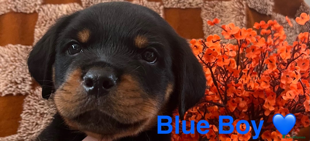 Rottweiler dogs for sale: Stunning kc registered Rottweiler pups.  - Image 18