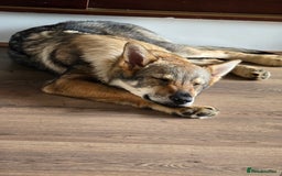 Saarloos Wolfdog dogs for sale: Saarloos wolfdog - Image 3